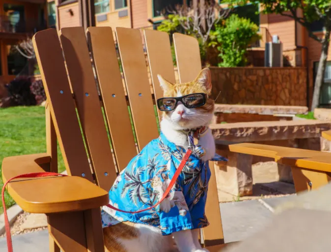 Orange and white cat sitting in a chair with a tropical shirt and sunglasses on 